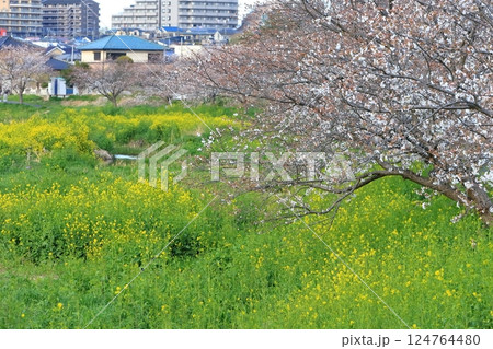 桜と菜の花（千葉県松戸市国分川） 124764480