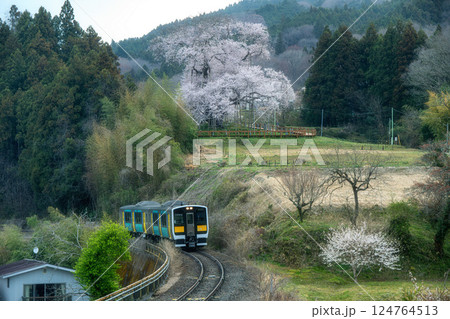 水郡線と満開の戸津辺の桜 水郡線と満開の戸津辺の桜 124764513