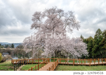 水郡線と満開の戸津辺の桜 124764516