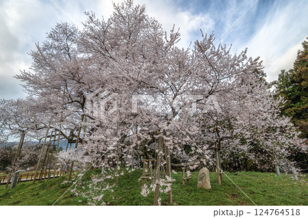 水郡線と満開の戸津辺の桜 124764518