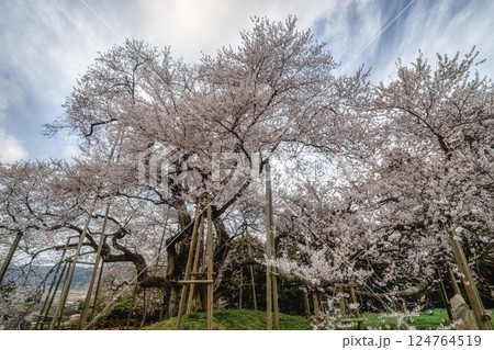 水郡線と満開の戸津辺の桜 水郡線と満開の戸津辺の桜 124764519
