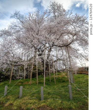 水郡線と満開の戸津辺の桜 水郡線と満開の戸津辺の桜 124764520