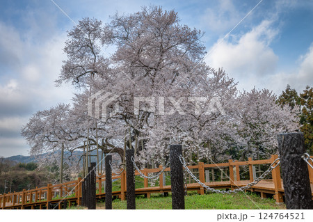 水郡線と満開の戸津辺の桜 水郡線と満開の戸津辺の桜 124764521
