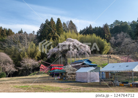 茨城県大子町　満開の外大野のしだれ桜 124764712