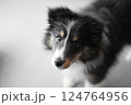 見つめる子犬（シェルティ） 124764956