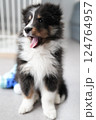 あくびをする子犬（シェルティ） 124764957