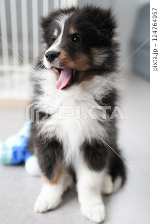 あくびをする子犬（シェルティ） 124764957