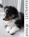 ふせをして目線を外す子犬 124764958