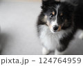 見つめる子犬（シェルティ） 124764959