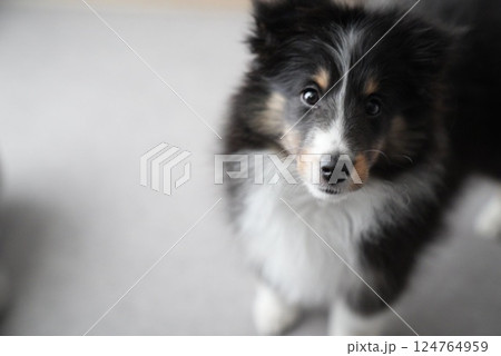 見つめる子犬(シェルティ) 見つめる子犬(シェルティ) 124764959