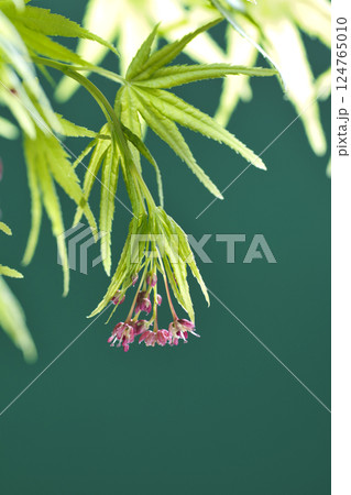 71053　モミジの花 124765010