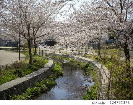 公園を流れる川沿いの桜並木 124765378