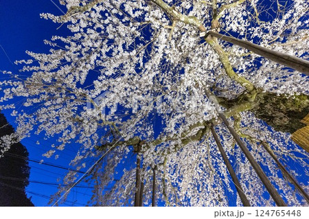 赤目四十八滝入口の延寿院の枝垂れ桜のライトアップ 赤目四十八滝入口の延寿院の枝垂れ桜のライトアップ 124765448