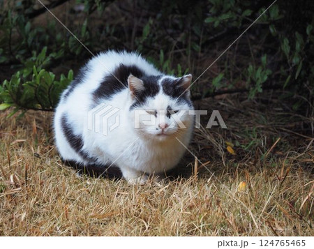 見つめる白黒猫 見つめる白黒猫 124765465