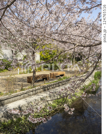 川沿いのベンチと桜並木 124765516