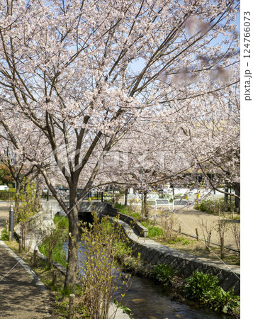 公園の川沿いに咲く桜 公園の川沿いに咲く桜 124766073