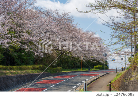 鶴巻の桜並木　日本の春景色　満開の桜 124766098