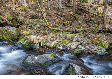針葉樹林の間を流れる清流　鞍馬川　京都市 124766153