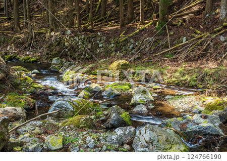 針葉樹林の間を流れる清流　鞍馬川　京都市 124766190