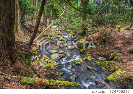 針葉樹林の間を流れる清流　鞍馬川　京都市 124766232