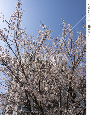 桜とマンションの風景 124766307