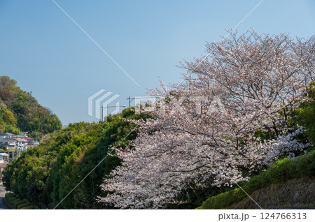 鶴巻の桜 鶴巻温泉 春の風景 鶴巻の桜 鶴巻温泉 春の風景 124766313