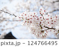 音信川の桜　アップ 124766495