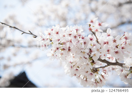 音信川の桜　アップ 124766495