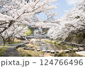 音信川の桜 124766496