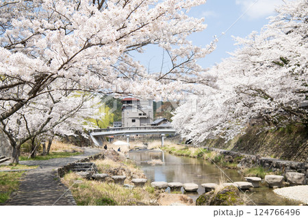 音信川の桜 124766496