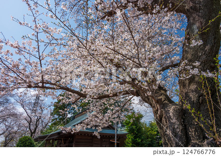 桜が咲く石座神社の風景 鶴巻温泉 桜が咲く石座神社の風景 鶴巻温泉 124766776