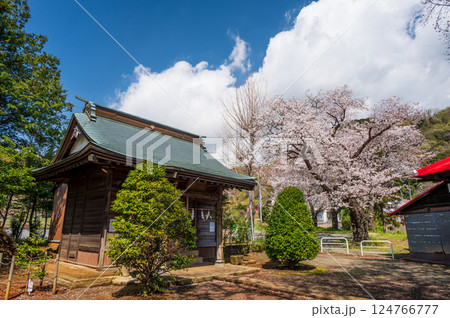 桜が咲く石座神社の風景 鶴巻温泉 桜が咲く石座神社の風景 鶴巻温泉 124766777