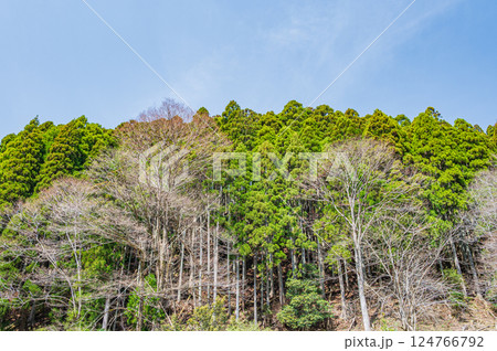 鞍馬の針葉樹林　京都市 124766792
