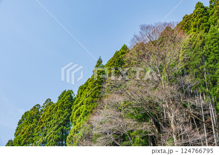 鞍馬の針葉樹林　京都市 124766795
