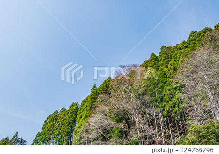 鞍馬の針葉樹林　京都市 124766796