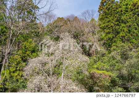 鞍馬の針葉樹林　京都市 124766797
