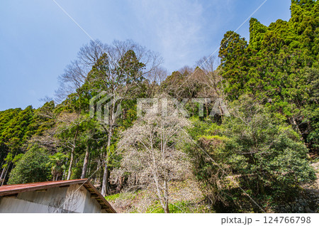 鞍馬の針葉樹林　京都市 124766798
