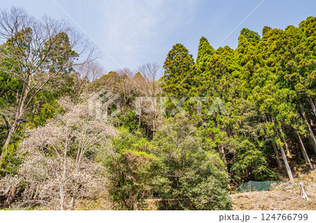 鞍馬の針葉樹林　京都市 124766799