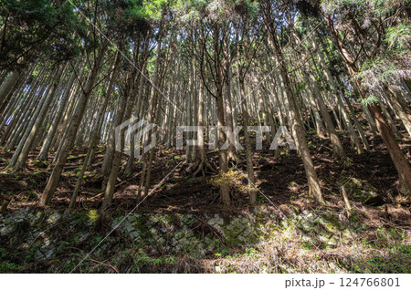 鞍馬の針葉樹林　京都市 124766801