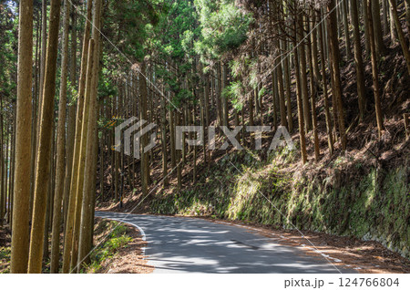 鞍馬の針葉樹林　京都市 124766804
