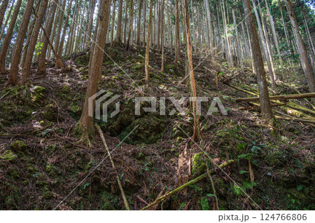 鞍馬の針葉樹林 京都市 鞍馬の針葉樹林 京都市 124766806