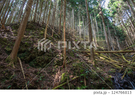 鞍馬の針葉樹林　京都市 124766813