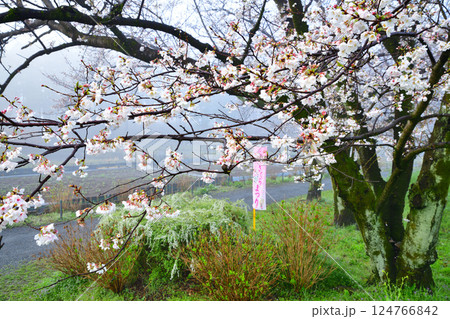 濃霧の中 満開の桜風景 濃霧の中 満開の桜風景 124766842