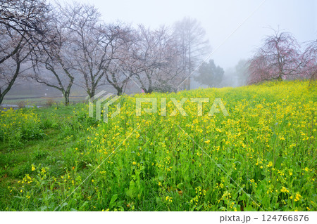 濃霧の中　満開の桜と菜の花の風景 124766876