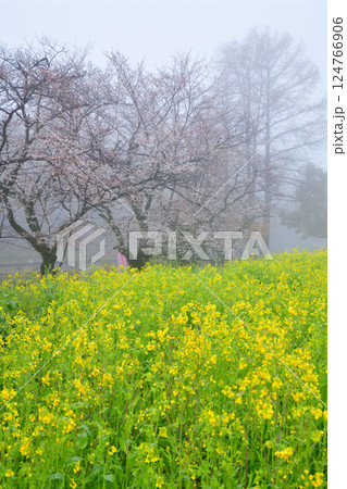 濃霧の中 満開の桜と菜の花の風景 濃霧の中 満開の桜と菜の花の風景 124766906