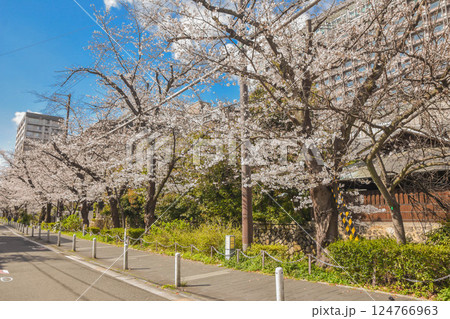 京都市　桜の高瀬川周辺の街並み 124766963