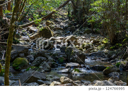 初夏の新緑　鹿目川の渓谷 124766995