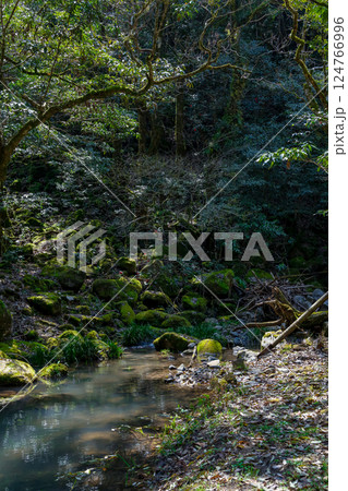初夏の新緑　鹿目川の渓谷 124766996