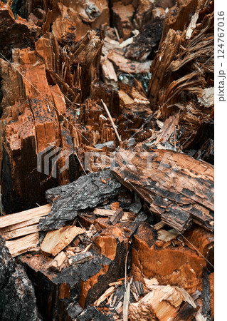 Rotten wood texture, mouldering stump Rotten wood texture, mouldering stump 124767016