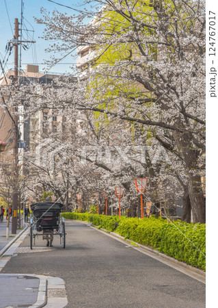 京都市 桜の高瀬川と五条周辺の街並み 京都市 桜の高瀬川と五条周辺の街並み 124767017
